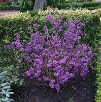 Liebesperlenstrauch Profusion - Schönfrucht - Callicarpa bodinieri - 60-80