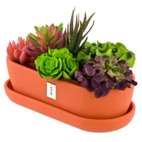Blumentopf Keramik Orange Kaktenschale mit Untersetzer Oval LxBxH 13 cm x 27,5 cm x 8 cm Oberfläche Matt Kakten Modern Glamour