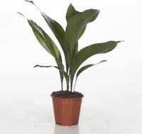 Aspidistra Elatior ca. 50 cm Schusterpalme Metzgerpalme Schildblume – Robuste Zimmerpflanze für dunkle Ecken, pflegeleicht, luftreinigend
