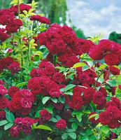BALDUR Garten Rambler-Rosen 'Chevy Chase', 1 Pflanze, Kletterrose winterhart mehrjährige Kletterpflanze, blühend, Rosa Hybride, dicht gefüllte Blüten, Rosen-Rarität
