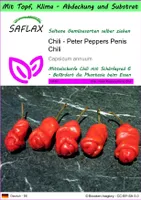 SAFLAX Garden to go - Chili - Peter Peppers Penis Chili - Capsicum annuum - 10 Samen - Mit Topf, Klima - Deckel und Anzuchtsubstrat