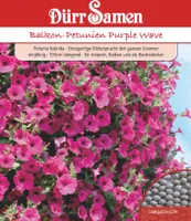 Dürr-Samen - Petunien Purple Wave F1 einjährig 100 cm - Saatgut - 1954