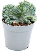 Cucoriedkový kaktus - hrebienkový - Myrtillocactus geometrizans cristata - výnimocný kaktus - 6,5cm kvetinác
