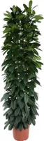 Everyplants Ficus Cyatistipula stĺpec - 220 cm, Ø 40 cm