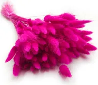 Getrocknete Hasenschwanzgras - (Lagurus) - Fuchsia
