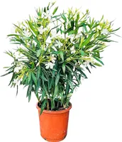 Sunny Tree - Rostlina - Oleandr- Nerium Oleander - Výška 80-100 cm - Barva bílá - Venkovní rostlina