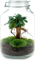 Urbanjngl Flaschengarten Ficus Ginseng Bonsai - 28 cm