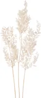 Getrockneter und gebleichter Ruscus Trockenblumen 70 cm