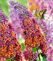 BALDUR Garten Buddleia Sommerflieder 'Flower-Power' Schmetterlingsflieder, 1 Pflanze, Buddleja Hybride, winterharter Schmetterlingsstrauch Zierstrauch mit atemberaubenden Farbspiel, blühend