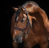 Horseware Rambo Micklem Headcollar - Brown, Größe:Warmblut (L)
