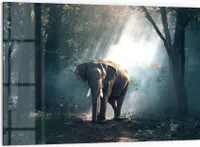 DEQORI Küchenrückwand Glas 60x40 cm 'Elefant im Wald' Spritzschutz Bad Rückwand
