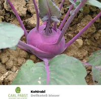 Pabst Keimkraft - Kohlrabi mittelfrüh & zart Delikateß blauer Samen - 171225