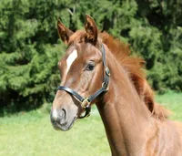 Covalliero Fohlenhalfter halfter Schwarz