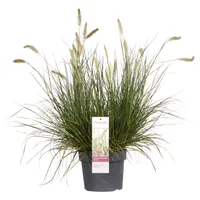 Hoogeveen Pennisetum Alopecuroides 'Hameln' - 40 cm, Ø19 cm