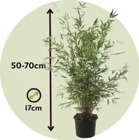 Bambus - 6 ks. - Fargesia nitida 'Gansu' - Výška 50-70cm - ⌀17cm