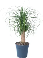 Elefantenfuß - Beaucarnea 'recurvata' - Höhe 60-70cm - ⌀21cm