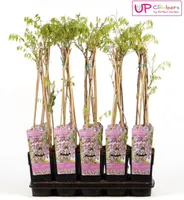 Wisteria floribunda 'Rosea' - Exkluzivní růžový plačící květ - Ø15cm - Výška 65cm - Popínavá rostlina