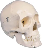 Erler-Zimmer Dental Schädel Modell 4 teilig