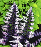 BALDUR Garten Winterharter Schmuck-Farn 'Japanese Painting', 1 Pflanze, Gartenfarn, winterharte Staude, mehrjährig, pflegeleicht, für Standort im Schatten geeignet, Athyrium niponicum