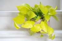 Epipremnum Golden Pothos 15-20 cm – Leuchtende Efeutute Zimmerpflanze, Grüne Kletterpflanze für Zuhause