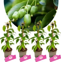 Set mit 4 Kiwibeeren – Actinidia arguta „Issai“ – Kiwibeere – Höhe 25 cm – 9 cm Topf