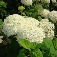Ballhortensie Hydrangea arborescens 'Annabelle' 7,5 Liter Topf 60-80 cm