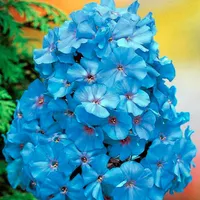 Phlox Flammenblumen Blue Boy 1 St. Rhizom winterhart Sommerblüher Staude
