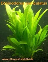 5 Töpfe Echinodorus Paniculatus, Wasserpflanzen