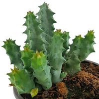 Aasblume im Ø 9 cm Topf Fangblatt exotische & pflegeleichte Zimmerpflanze Stapelia Huernia pillansii 