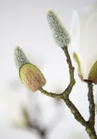 Fink Kunstblume Magnolienzweig weiß Kunstfasern Höhe  cm