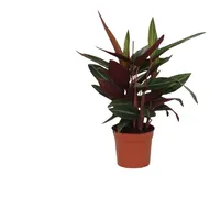Gardners Stromanthe Stripestar, priemer 12 cm