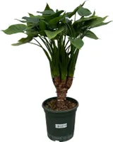 Alocasia Cucullatta - Kupfer-Pfeilblatt - Zimmerpflanze - ↕120 cm - Ø26cm