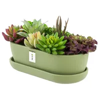 Blumentopf Keramik Hell grün Kaktenschale mit Untersetzer Oval LxBxH 13 cm x 27,5 cm x 8 cm Oberfläche Matt Kakten Modern Glamour