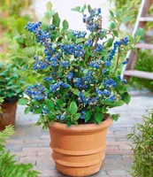 BALDUR Garten Topf-Heidelbeere Blaubeeren Pflanze, 1 Pflanze, Vaccinium corymbosum reichtragend Heidelbeere für Töpfe & Kübel | Nasch-Heidelbeere für Garten, Balkon & Terrasse, winterhart