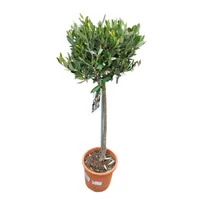 Olea europaea – Olivenbaum Hochstamm Topf Ø 18 cm