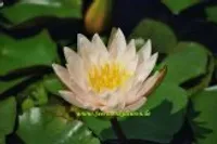 1 ZWERGSEEROSE Sorte Walter Pagels, weisse Blüte