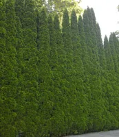 BALDUR Garten Lebensbaum-Hecke 'Smaragd' 40-60cm hoch, 1 Pflanze, Thuja occidentalis Smaragd, Sichtschutz, anspruchslos & wächst schön gleichmäßig & schlank, winterhart, Thuja occidentalis Smaragd