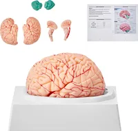 VEVOR Menschliches Gehirn Modell Anatomie, 1:1 Lebensgröße 9-teiliges Menschliches Gehirn Anatomisches Modell mit Etiketten & Display Basis, Abnehmbare Gehirn Modell für Wissenschaft Forschung Lehren