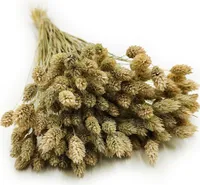 Phalaris Getrocknete - Kanariengras - Natürlich