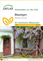 SAFLAX - Blauregen - 4 Samen - Wisteria sinensis