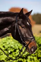 Covalliero Trensenzaum Standard englisch kombiniert Trense Schwarz Pony