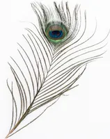 Pfauenfeder in Natur, 1 Stück, Größe ca. 25-30cm | Deko-Feder