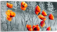 DEQORI Küchenrückwand Glas 80x40 cm 'Rote Mohnblumen' Spritzschutz Bad Rückwand