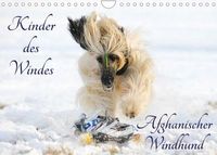 Kinder des Windes - Afghanischer Windhund (Wandkalender 2022 DIN A4 quer)