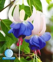 BALDUR Garten Winterharte Fuchsien 'Blue Sarah', 3 Pflanzen Gartenfuchsien Freilandfuchsien, Fuchsia, winterharte Staude, mehrjährig, pflegeleicht, für Standort im Schatten geeignet, blühend