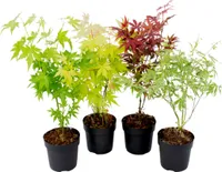 Japanischer Ahorn - 4 Stk - Acer palmatum - Höhe 25-40cm - ⌀11cm