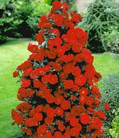 BALDUR Garten Rote Duft-Strauchrosen, 1 Pflanze, winterhart, mehrjährig, blühend, duftend, Schnittblume, Schnittrose, Rosa Hybride, Strauchrose, Duftrose