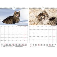 Tierzauber lustige Katzen Planer DIN A4 - Kalender für 2023 lustige Katzen  - Seelenzauber