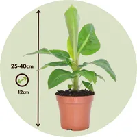 Bananenpflanze - 2 Stk - Musa 'Oriental Dwarf' - Höhe 25-40cm - ⌀12cm