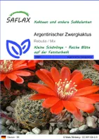SAFLAX - Kakteen - Argentinischer Zwergkaktus - 40 Samen - Rebutia Mix